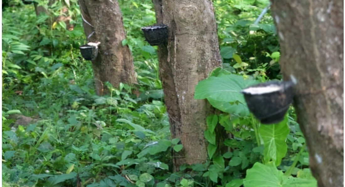 第二届热博会展示花絮2：最神奇的植物——可供人直饮的牛奶树