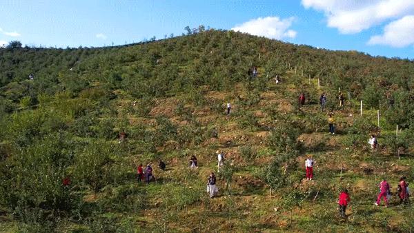枫姿正好共赴一场云岭之约