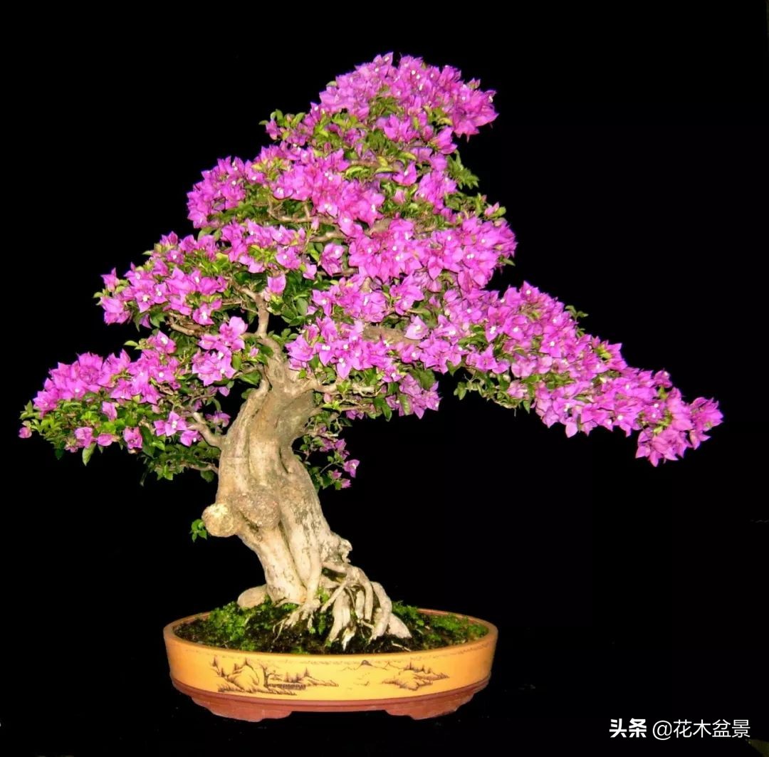 适合客厅养的盆景植物,茶桌上养什么盆景植物