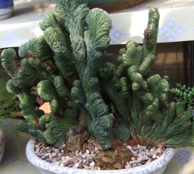 山影施什么肥料最好,山影适合什么肥料