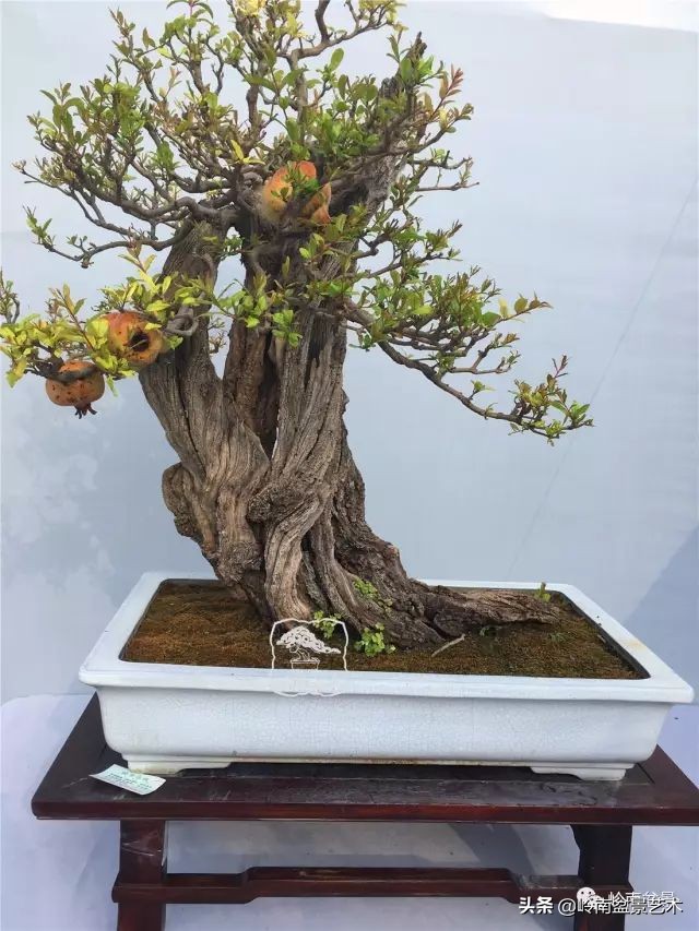 杂木盆景也毫不逊色,杂木盆景值钱吗