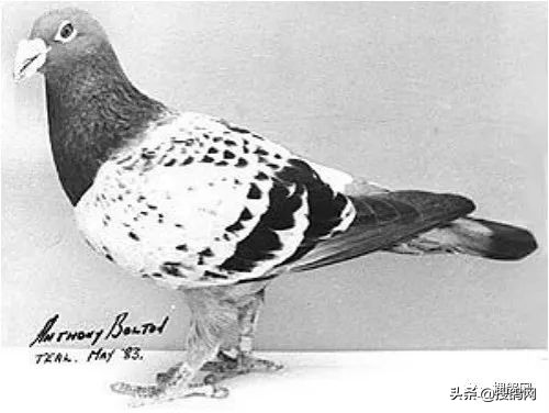 克拉克黄金鸽子,克拉克黄金种鸽图