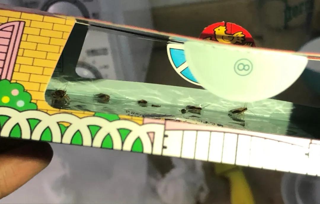 饮水机爬出蟑螂,饮水机老是有蟑螂进去怎么办