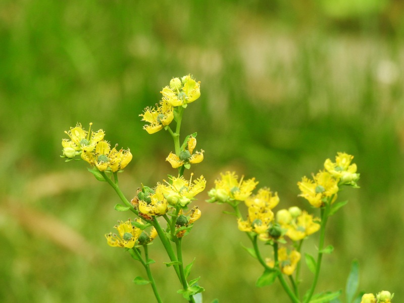 精灵之约植物园,精灵之约什么时候出