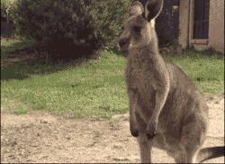 袋鼠和人打架视频,袋鼠为什么喜欢和狗狗打架