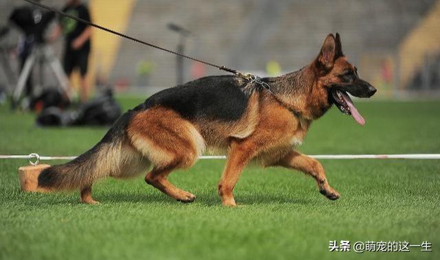 狗狗智商排行前十什么狗好养,狗狗品种智商图片