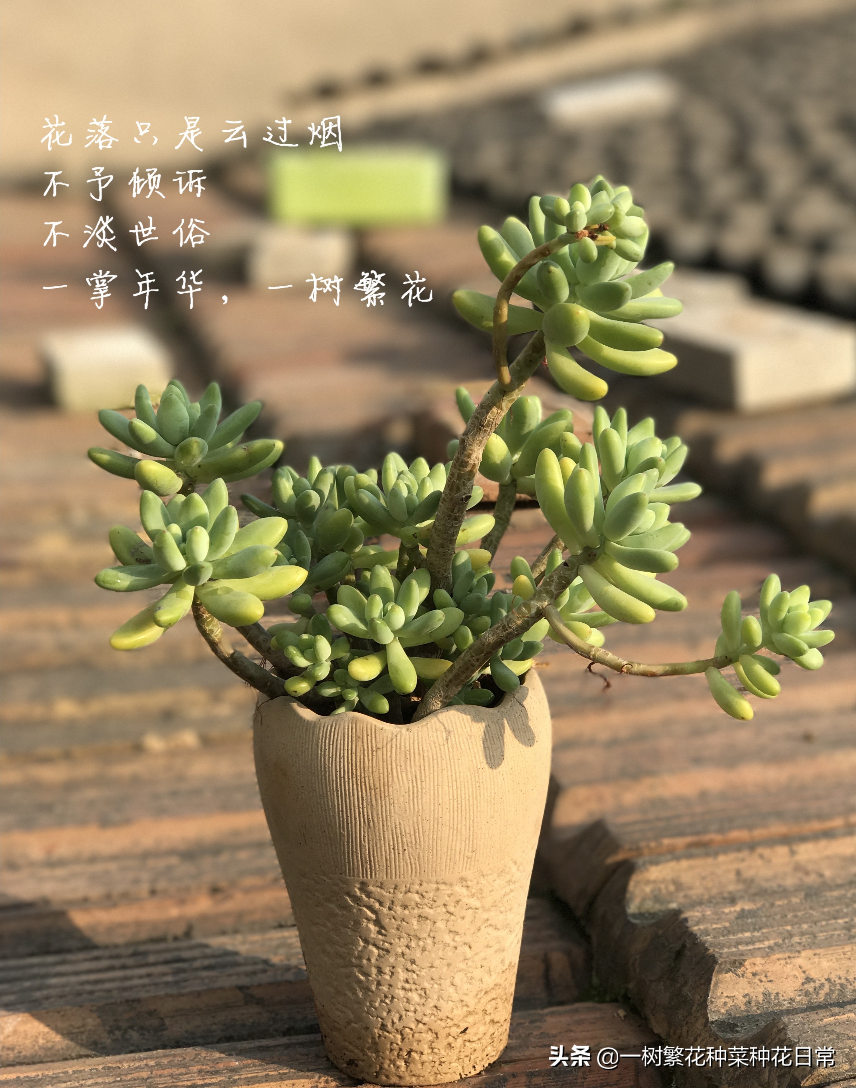 为了家人健康该怎么做,家养花卉如何防治病虫害小妙招