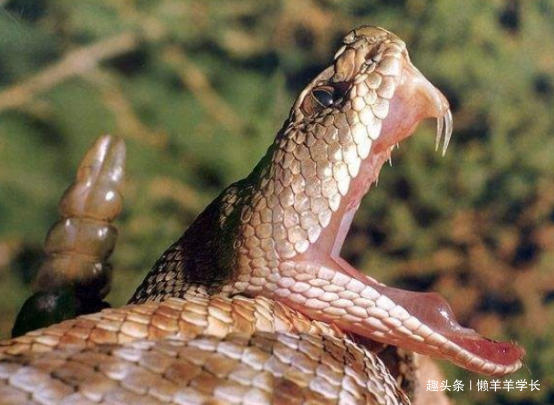 杀不死的动物有哪些,四大杀人不死的动物