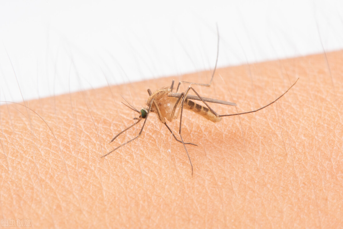 夏天最讨厌的生物蚊子,夏天可怕蚊虫