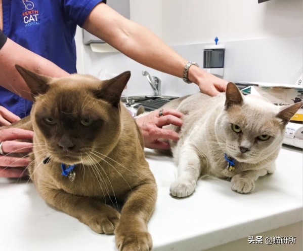 猫咪身上长包包怎么办,猫咪的面部神情跟铲屎官有关系