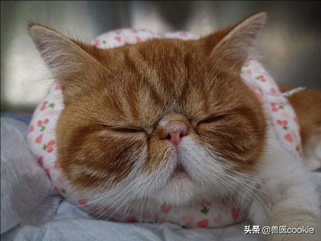 科普：关于犬猫去势/绝育的知识
