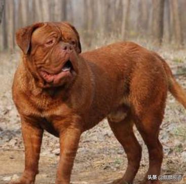 金毛禁养犬名单曲靖,曲靖麒麟区城区养犬标准规定