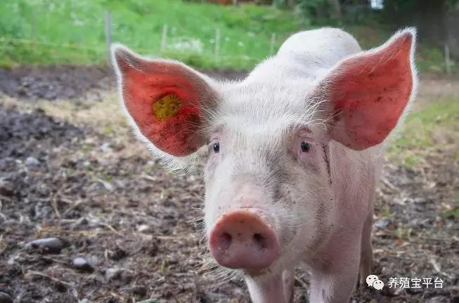养猪辣椒,养猪用花椒有什么好处