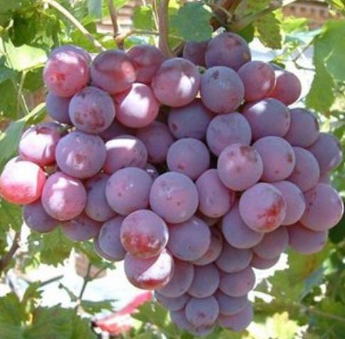 葡萄怎么挑选又甜又好,如何挑选又甜又好的葡萄