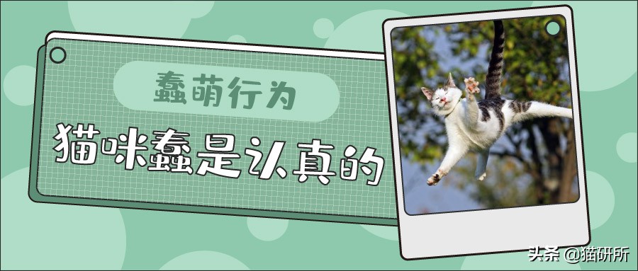 猫咪一副听不懂人话的样子,猫咪一副不太聪明的样子