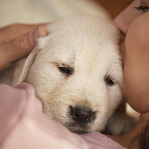 金毛犬怎么挑选好的,金毛犬怎样挑选品相