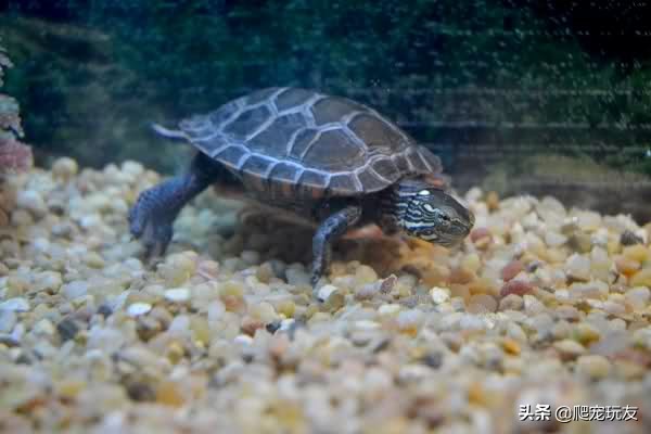 龟误食石子怎么办,龟吃小石头怎么办