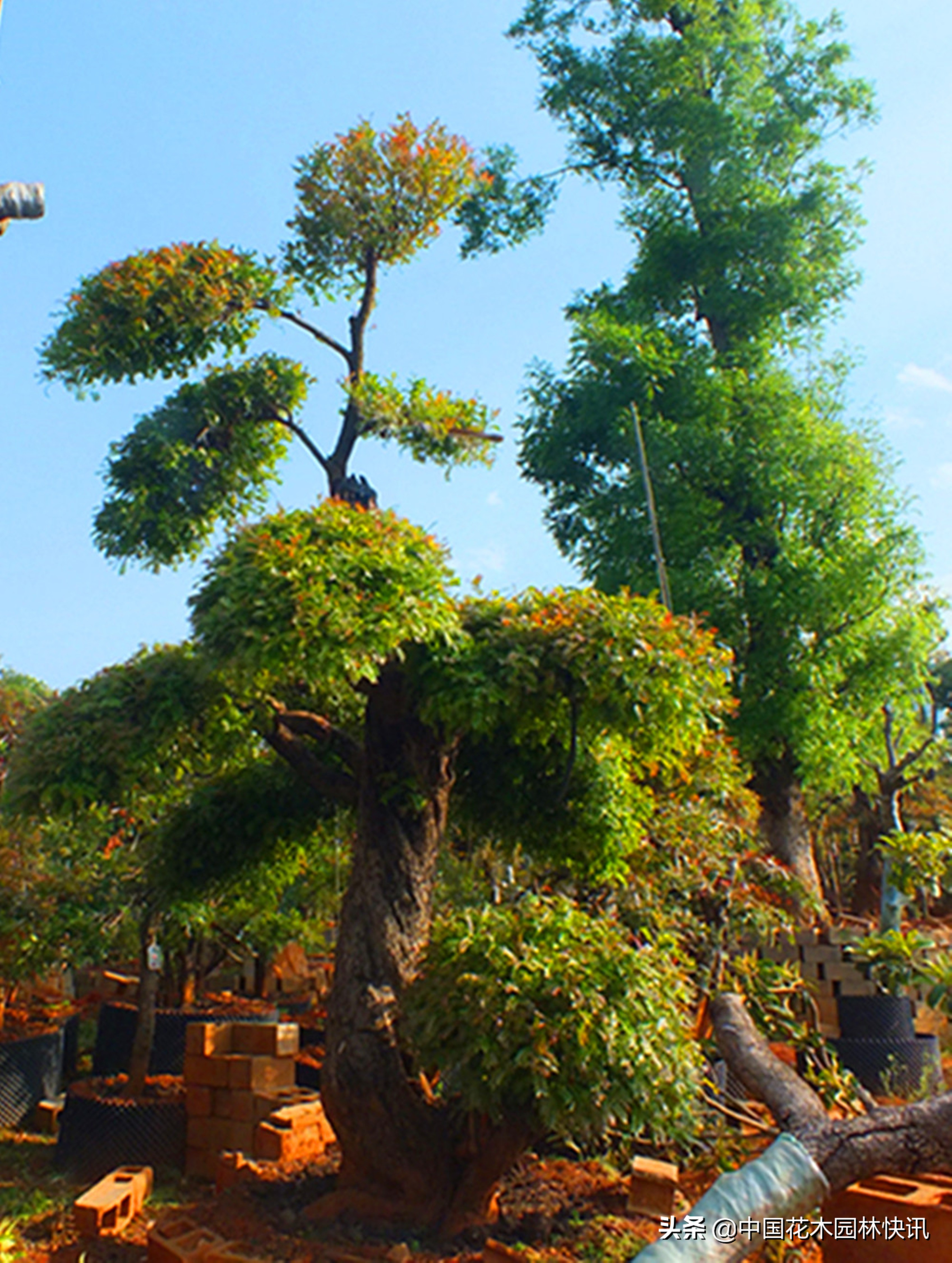 用工匠精神打造最美苗圃—记锦萃园林工程有限公司董事长苏跃文