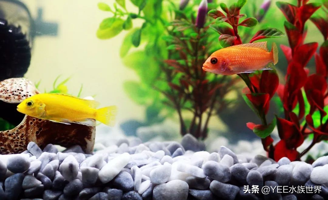 养鱼遇到的问题和解决办法,养鱼太麻烦了