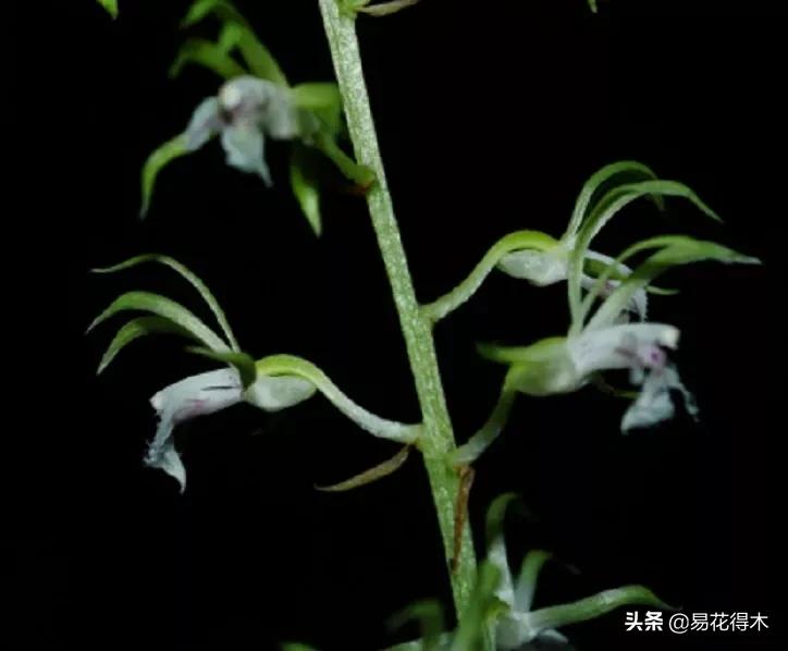 荷瓣兰最好的兰花品种排行,腋唇兰和春兰的区别