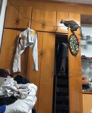 猫咪没坏心眼视频,猫咪没有坏心思在线阅读