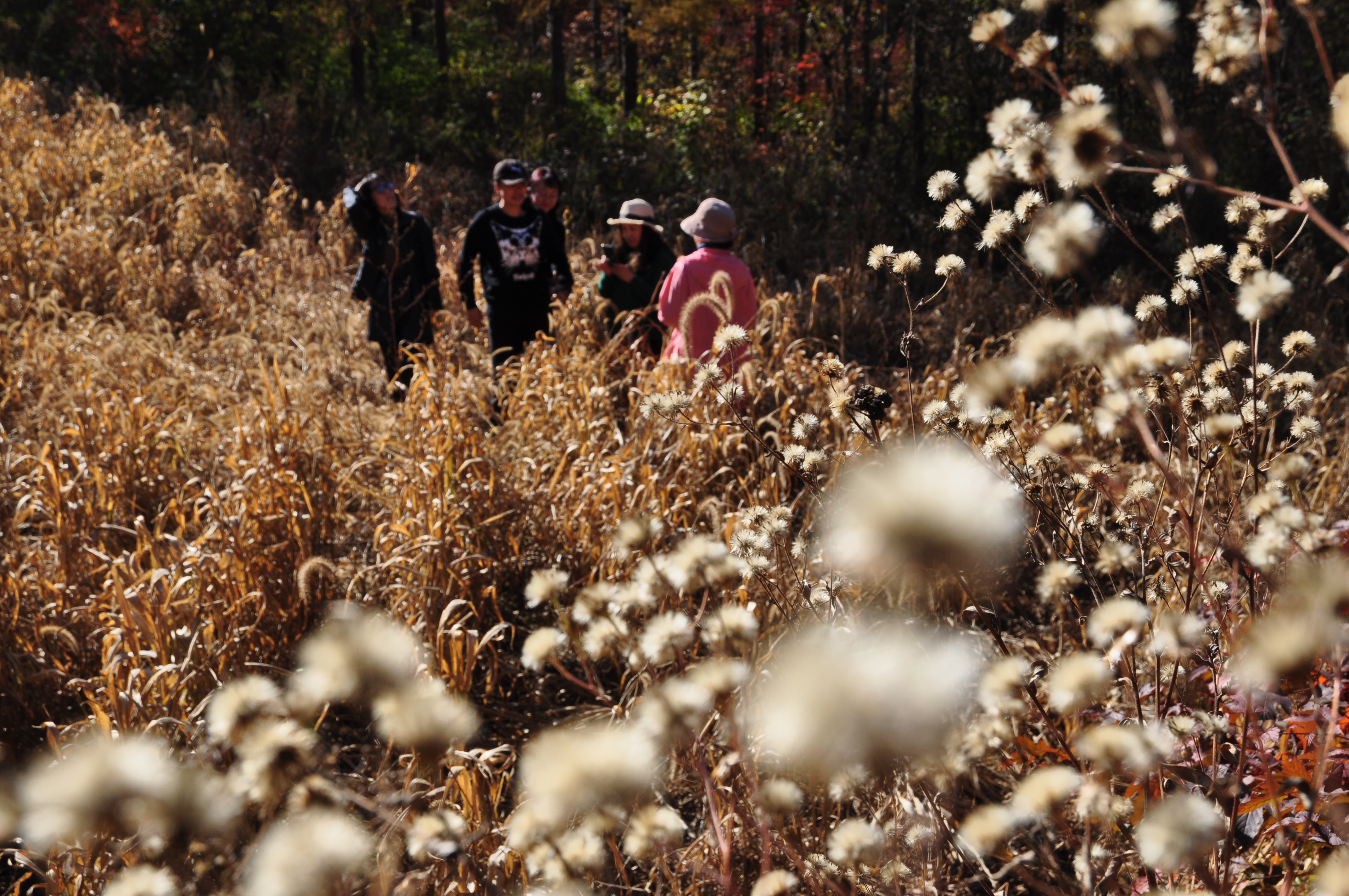 此时的辽宁不进景区照样处处风景，我带5位女同学野山里玩了一天