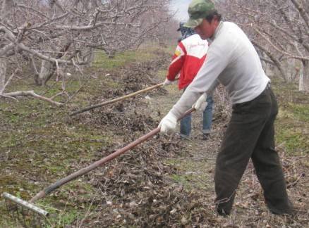 果树清园有哪些工作,果树清园工作怎么样