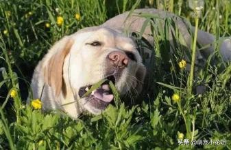 如何辨别狗粮好坏和选择的方法,狗粮泡水里怎么确认是好狗粮