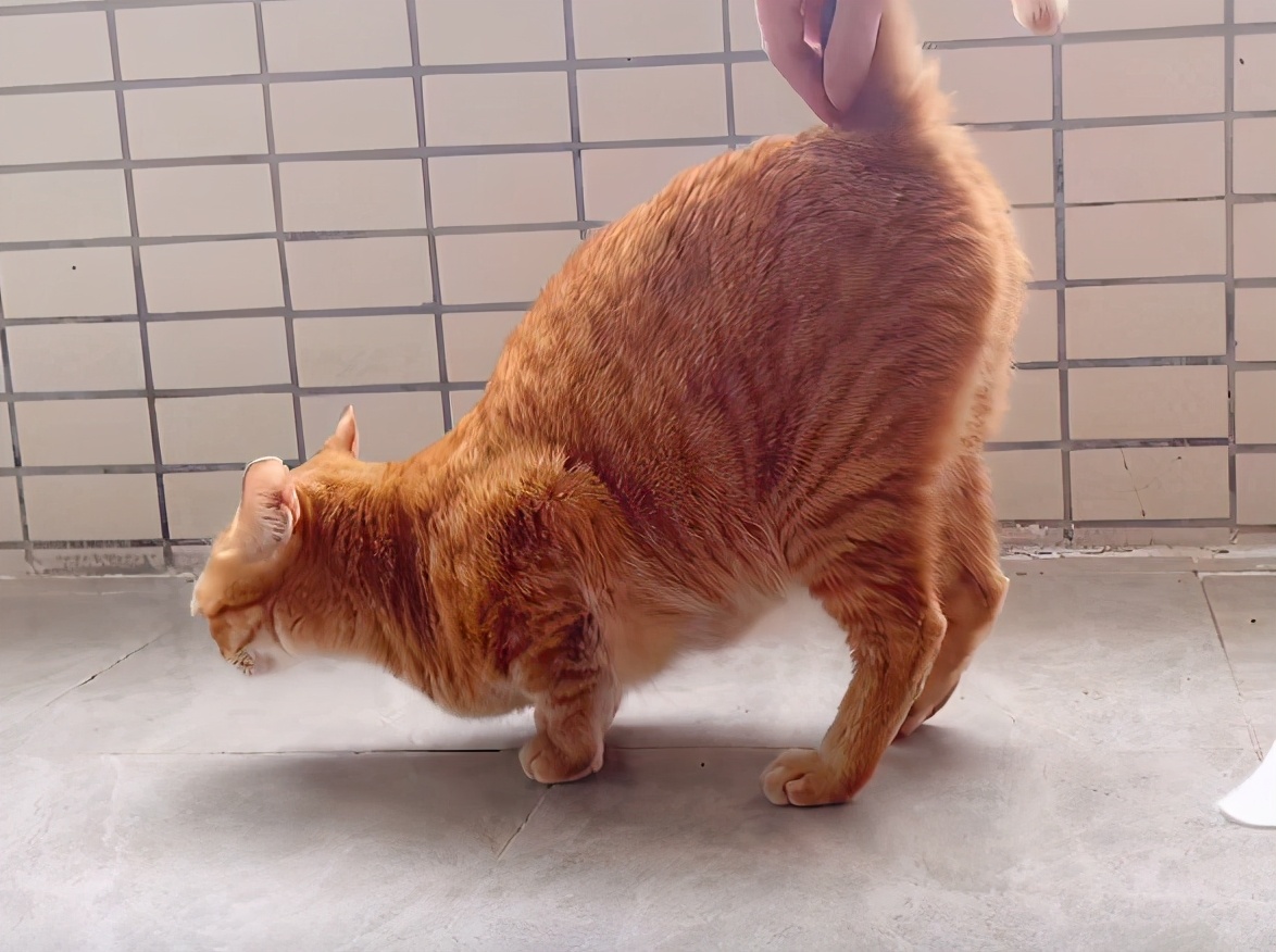 如何令猫咪翘屁股,猫咪撅屁屁动作