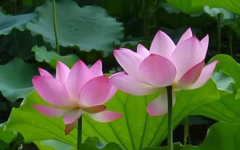 闲看庭前花开花落,漫看天外云卷云舒,让幸福指数蹭蹭上扬