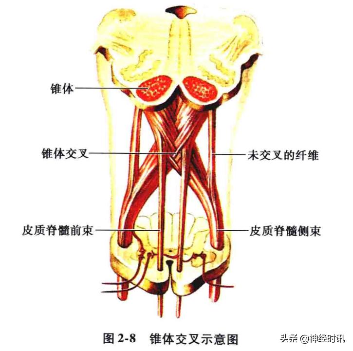 脑干解剖,脑干神经解剖
