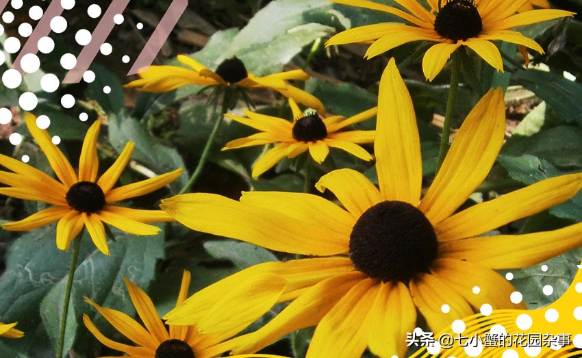 耐寒性强的菊花花卉有什么,耐寒性宿根花卉菊花