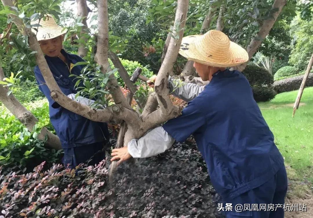 烟花过境商丘,烟花过境安庆