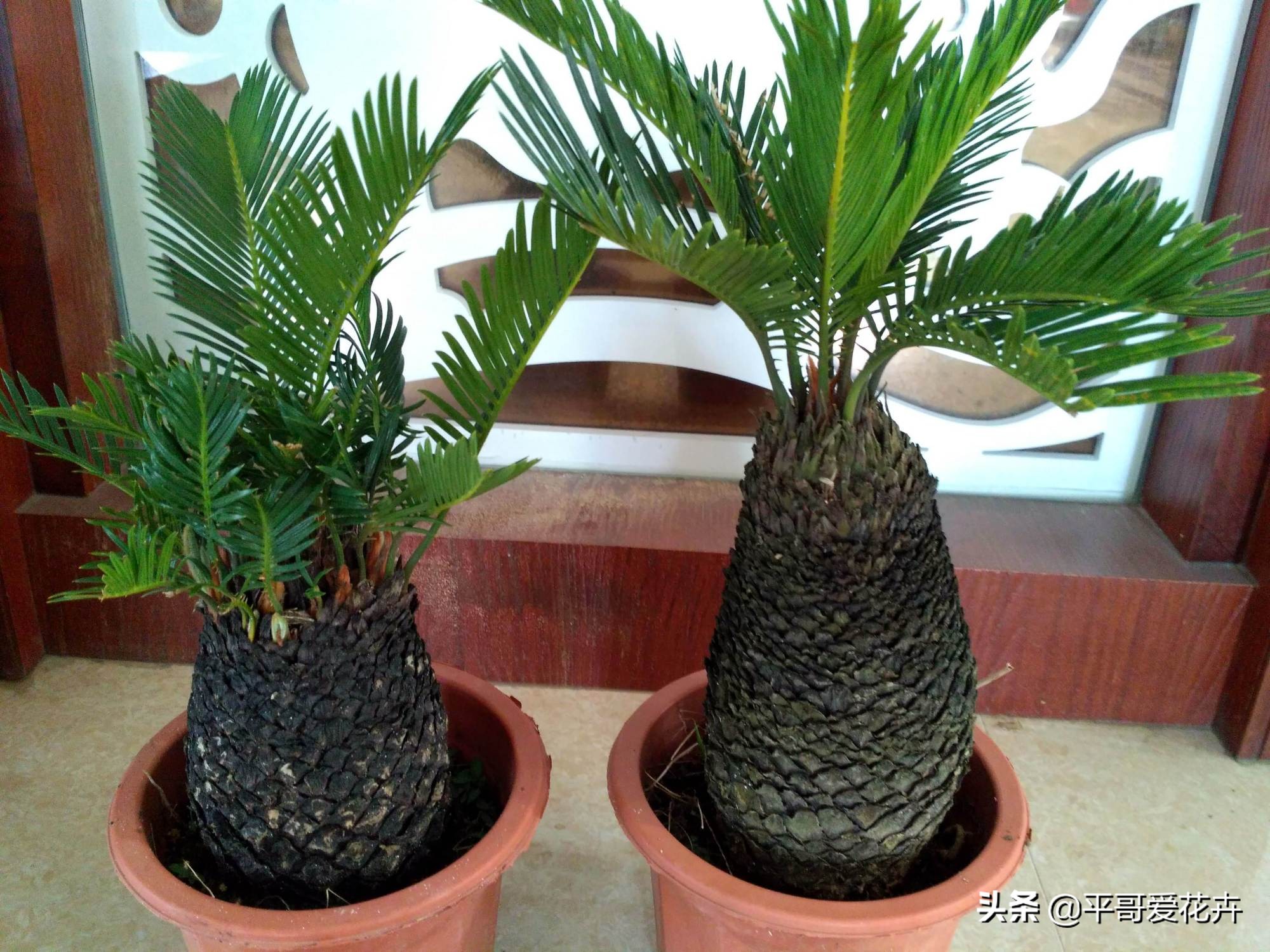 铁树不生根怎么办,铁树不茂怎么办