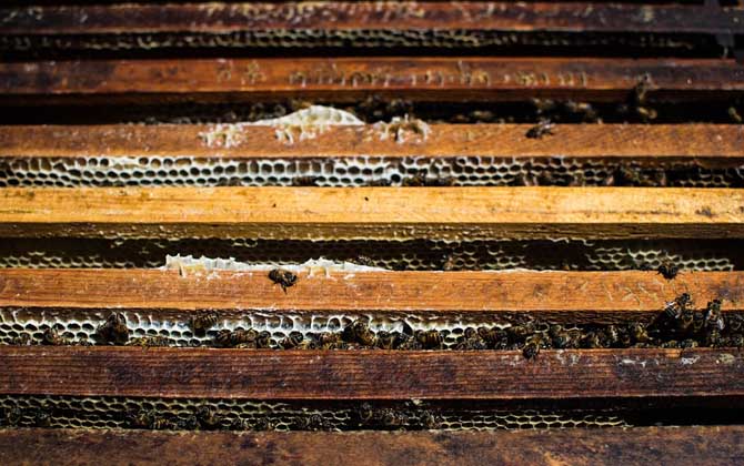 蜜蜂病虫害的防治大全,蜜蜂怎么预防蜘蛛病害发生