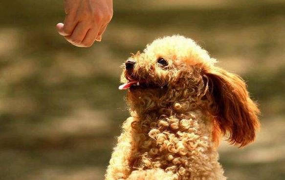 怎么样训练泰迪犬定点大小便,怎么引导泰迪狗狗定点大小便