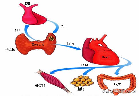 如何调整优甲乐的使用,优甲乐能让甲减指标消失吗