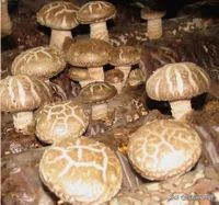 香菇种植技术培训教程,椴木香菇种植与管理