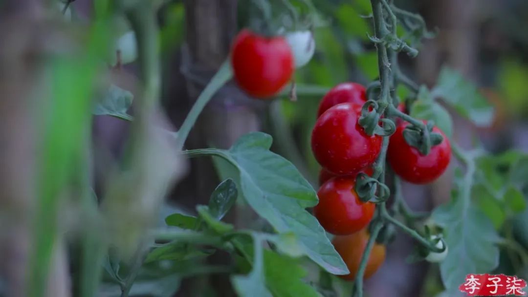 李子柒视频转场技巧,李子柒拍摄视频技巧