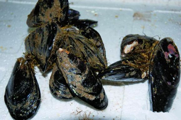 史上最全海鲜视频,史上最全海鲜贝类大全