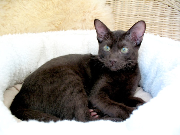 名贵猫咪的品种及图片大全,十大名贵猫咪品种排行榜