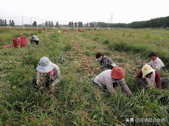洋葱烂根的治疗方法,洋葱重茬用什么药