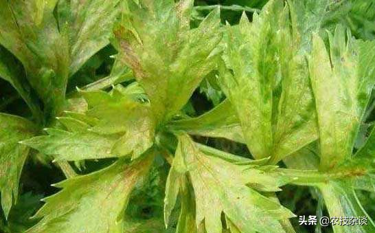 芹菜枯萎病怎么治疗,芹菜枯萎病