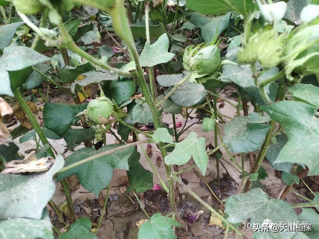 棉花病害怎么调查出来,棉花的病害分析