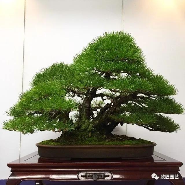 打算做盆景行业怎样入行,想做盆景生意怎么入手