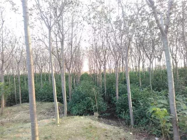 「苗木通新晋会员」湖州陈春耕：细节具体、价格适中、售后保障