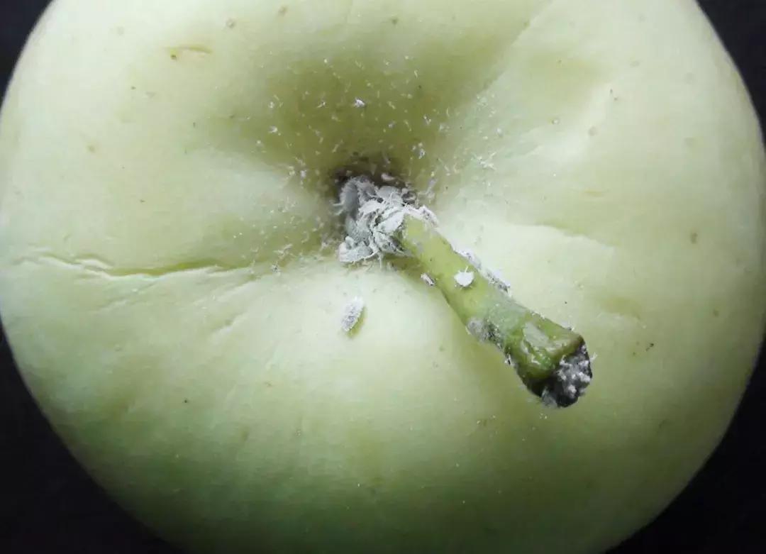 苹果虫害最佳防治方法,苹果各种虫害最佳防治时间