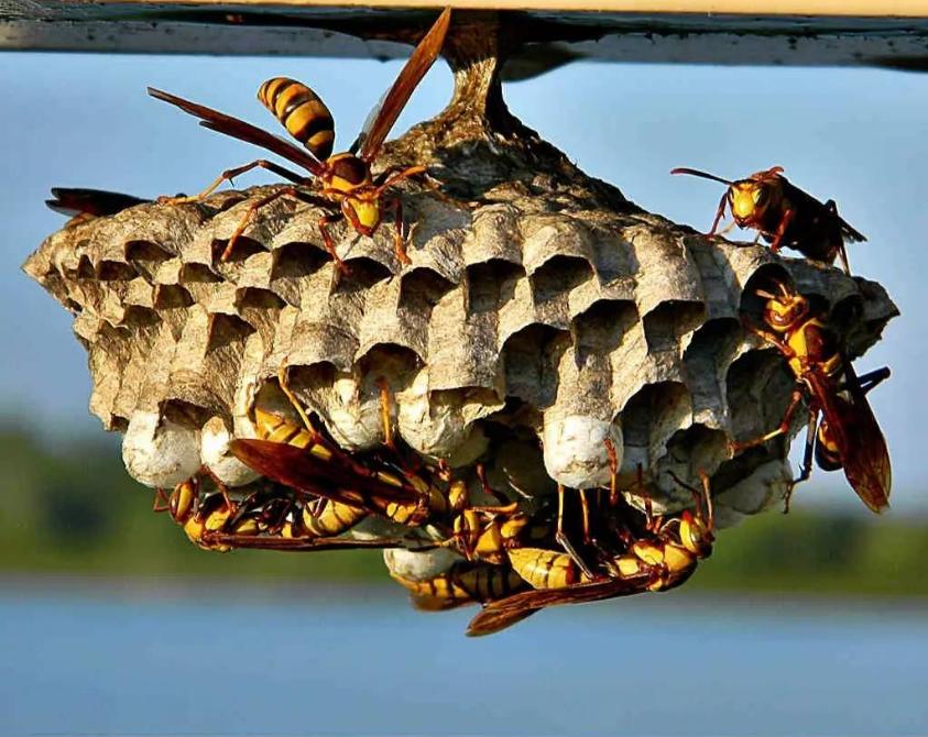 杀人蜂能产蜜,杀人蜂的天敌是什么蜜蜂