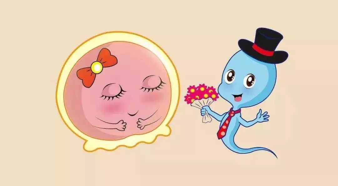 排卵期怎么测算怀孕概率,如何计算排卵期提高受孕几率