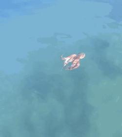 见微:藏在“天价米粉”里的聪明又好吃的小萌宠——八爪鱼